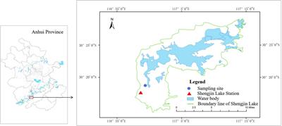 Sediment accretion and nutrient enrichment enhance the growth and vegetative propagation of Phalaris arundinacea growing within a Carex thunbergii stand